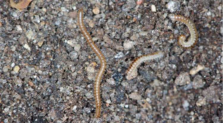 Как предотвратить появление червей в клубнике?