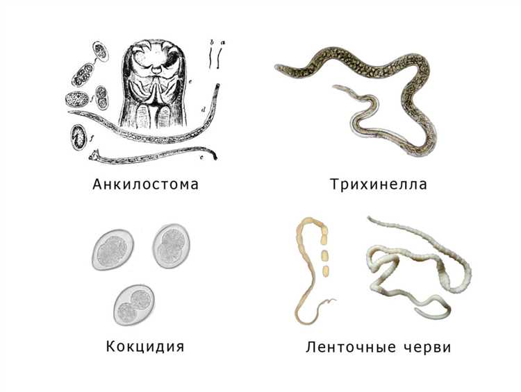 Воздействие паразитов на организм