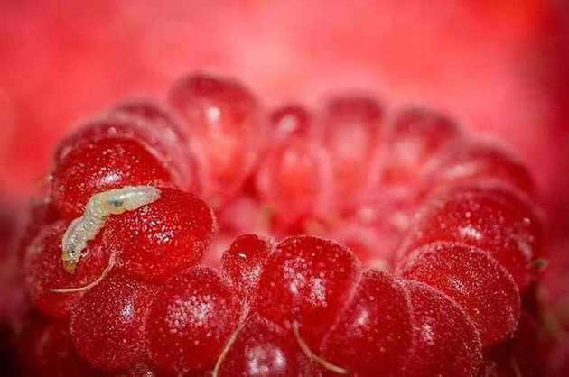 Червячки в ягодах малины что делать