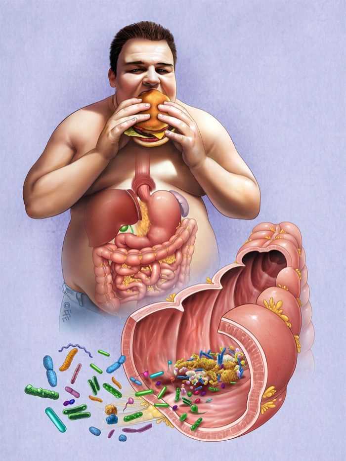 1. Изменение пищеварительной системы
