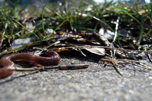 Защитники Земли: как черви спасают биологическое разнообразие