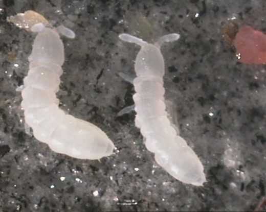 Как белые черви воздействуют на корневую систему растений