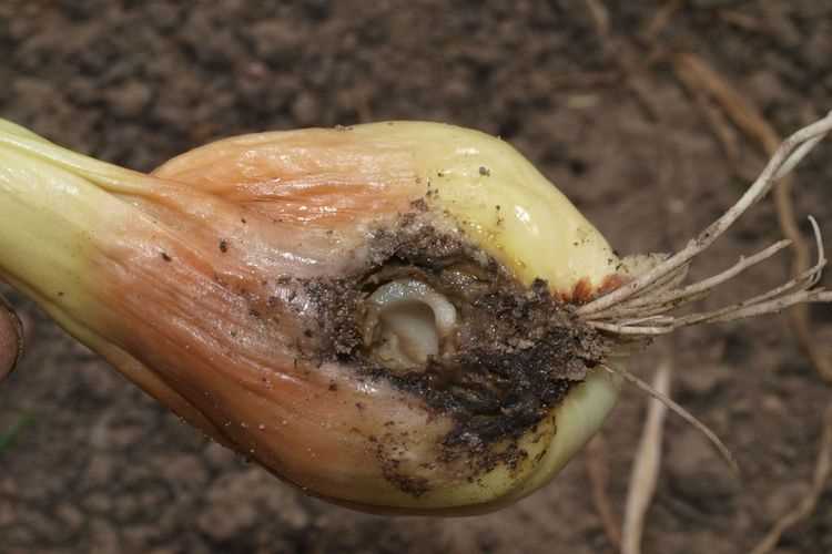 Профилактические меры и контроль черного червяка в луковице