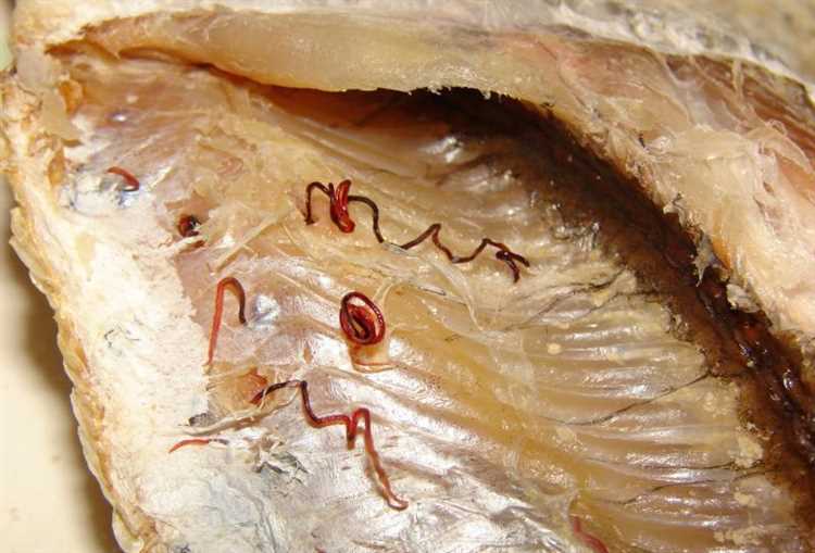 Внешние факторы, вызывающие появление красных червей