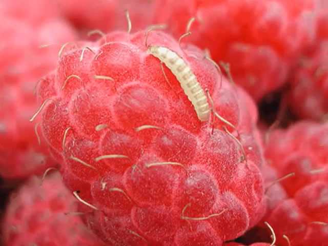 Что за мелкие червячки в ягодах малины?