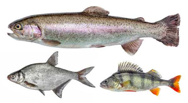 Есть ли в хищной рыбе описторхоз?
