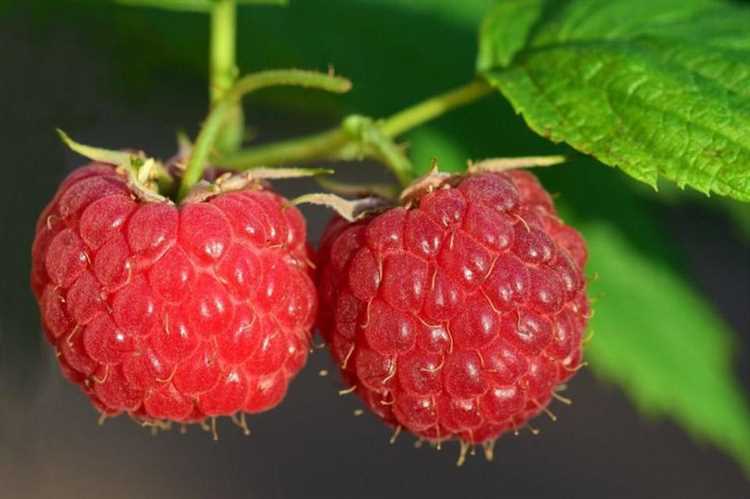 Как избежать появления червячков в ягодах малины