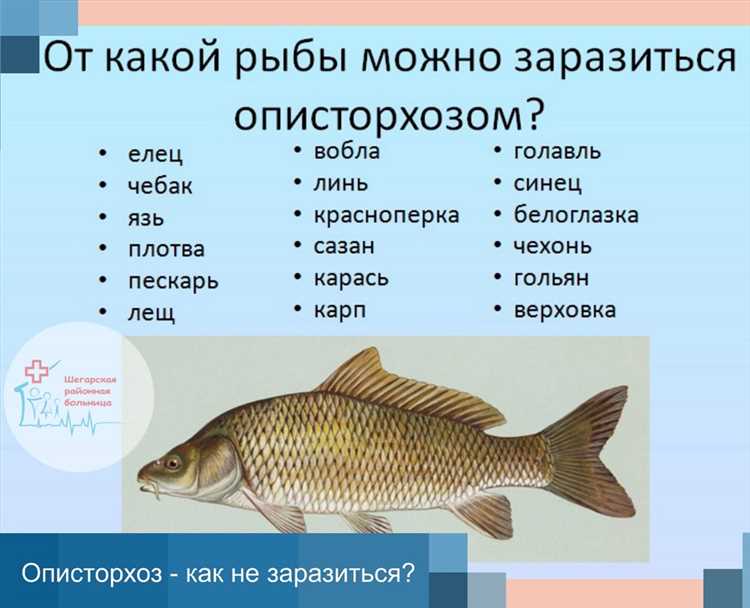 Методы лечения описторхоза у рыбы