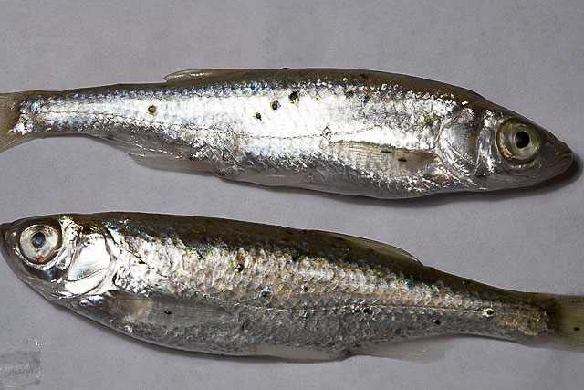 Признаки болезни от рыбы