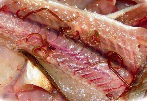 Как называется червь в человеке из-за свинины?