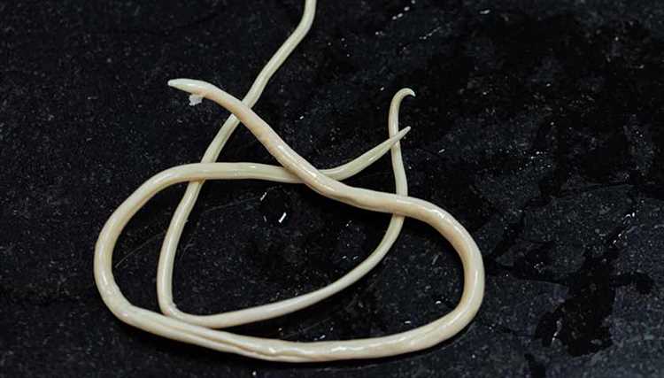 Как называются белые черви?