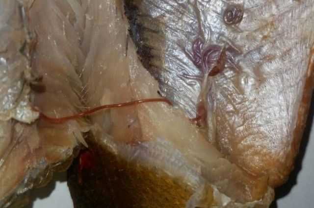 Паразиты, живущие в полости рта рыбы