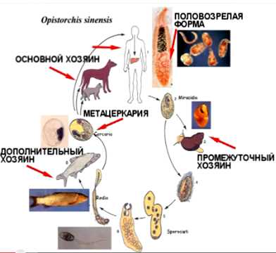 Перенос и передача яйцеклеток и сперматозоидов через различные системы организма
