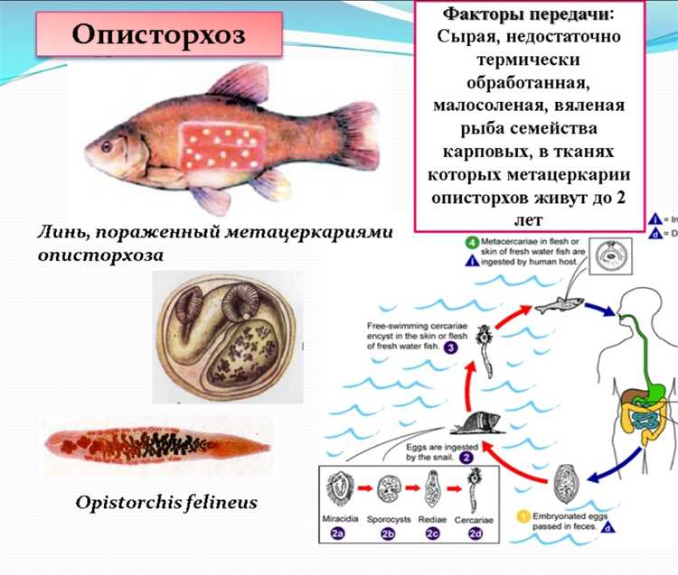 Выделение метацеркарий в рыбе