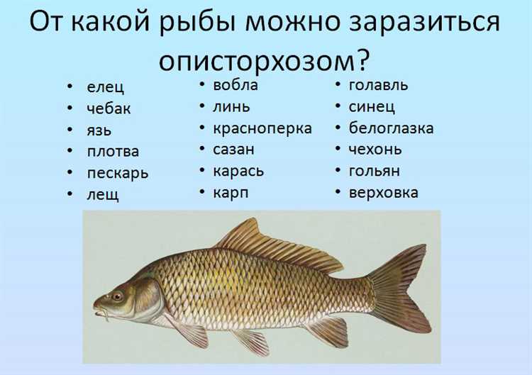 Как убить описторхоз в рыбе в домашних условиях?