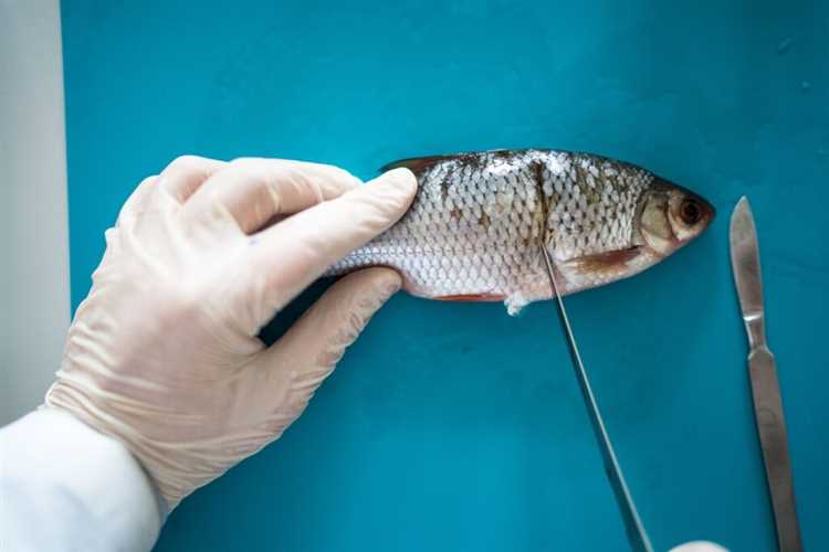 Альтернативные способы борьбы с червями в рыбе: от промышленных препаратов до народных рецептов