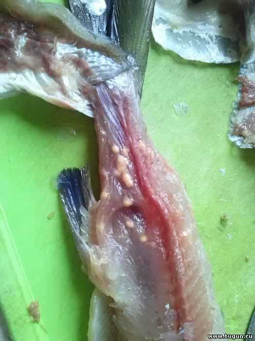 Как убрать червей из рыбы?