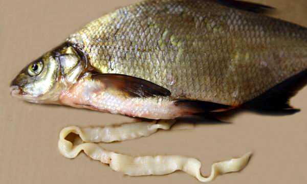 Вермитиаз - инфекционное заболевание, вызванное употреблением рыбы, содержащей паразитов-гельминтов