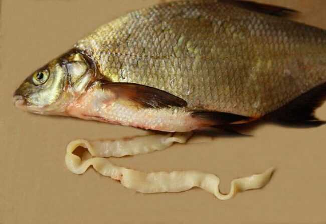 Какая температура убивает паразитов в рыбе?