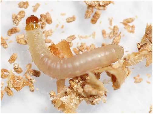 Роль червячков в подземном мире