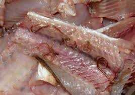 Профилактические меры от паразитов в красной рыбе