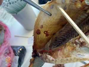 Какие признаки заражения рыбными глистами?