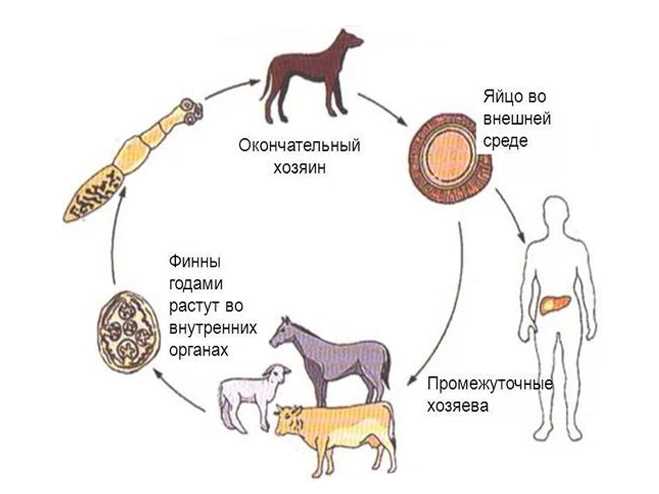 Какими паразитами можно заразиться от домашней собаки?
