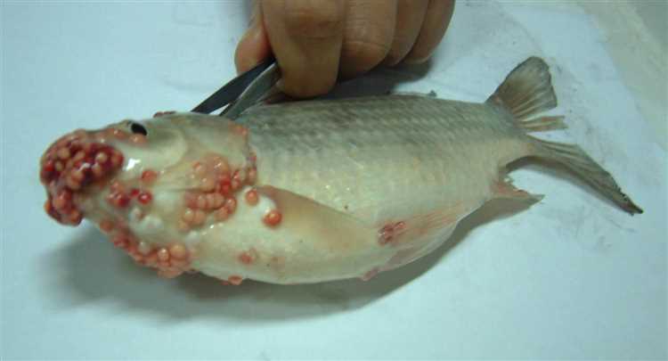 Какими паразитами можно заразиться от рыбы?