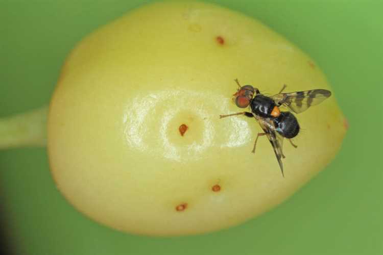 Как выбрать средство для опрыскивания черешни от вишневой мухи?