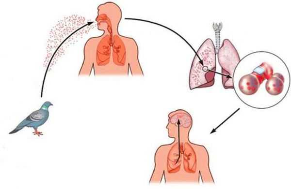 1. Вдыхание инфицированного воздуха.