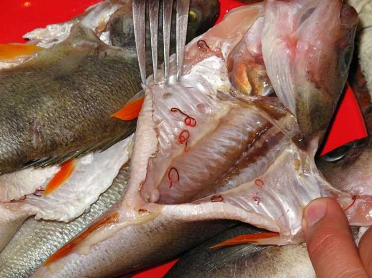 Могут ли быть паразиты в рыбе холодного копчения?
