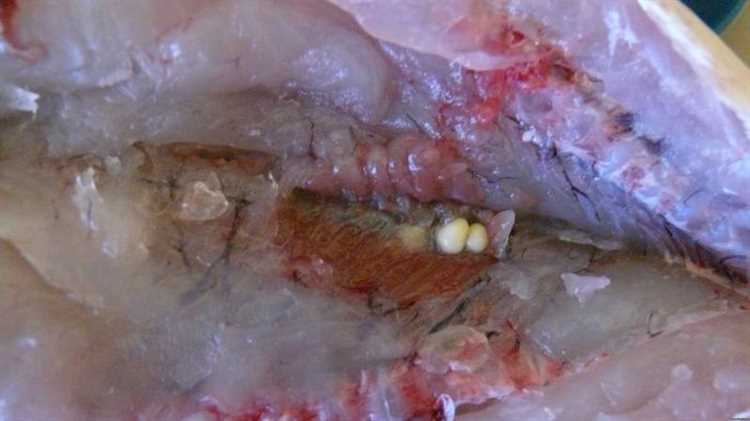 Могут ли в замороженной рыбе быть паразиты?