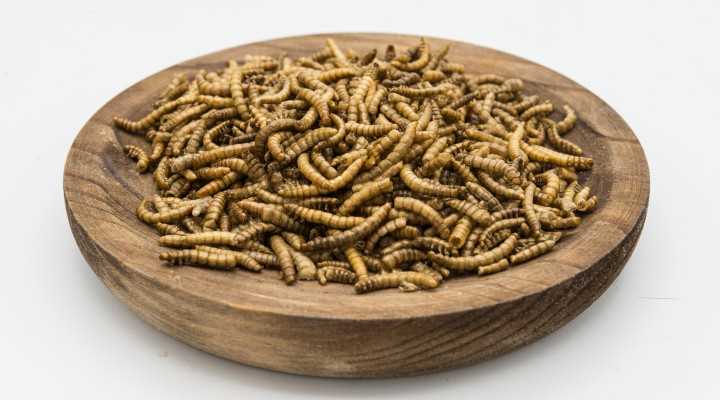 Опасность употребления пищи с наличием червей