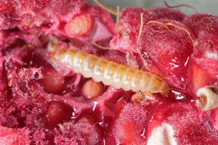 Можно ли съедать малину с червями?