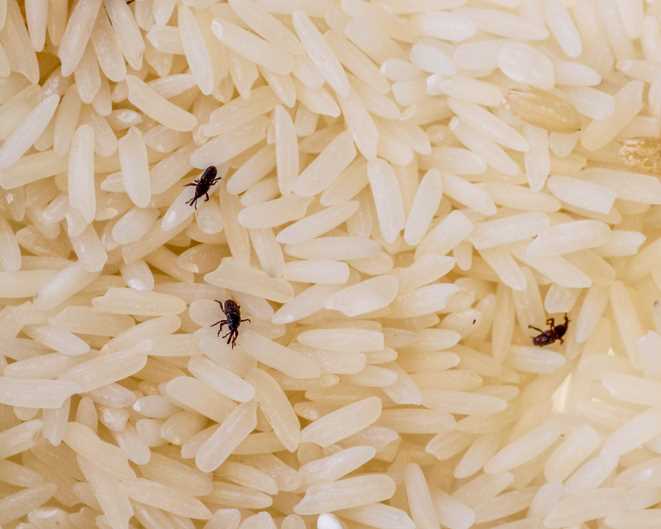 Можно ли есть рис если в нем завелись насекомые?