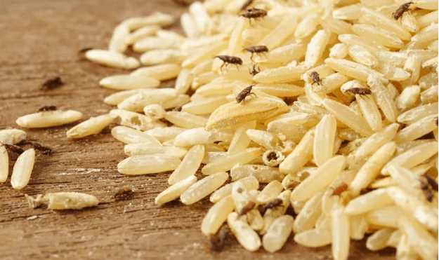 Что такое жучки и как они попадают в рис?