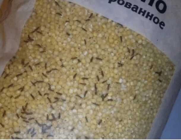 Как избежать попадания жучков в рис?