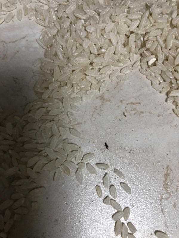 Оптимальные способы для удаления жучков из риса