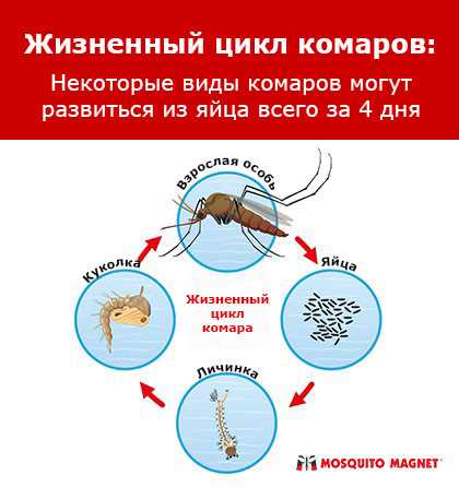 Проблема комарьих личинок