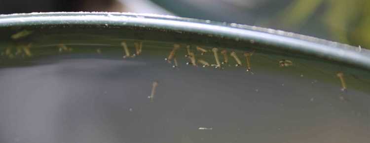 Опасны ли личинки комаров в бассейне для человека?