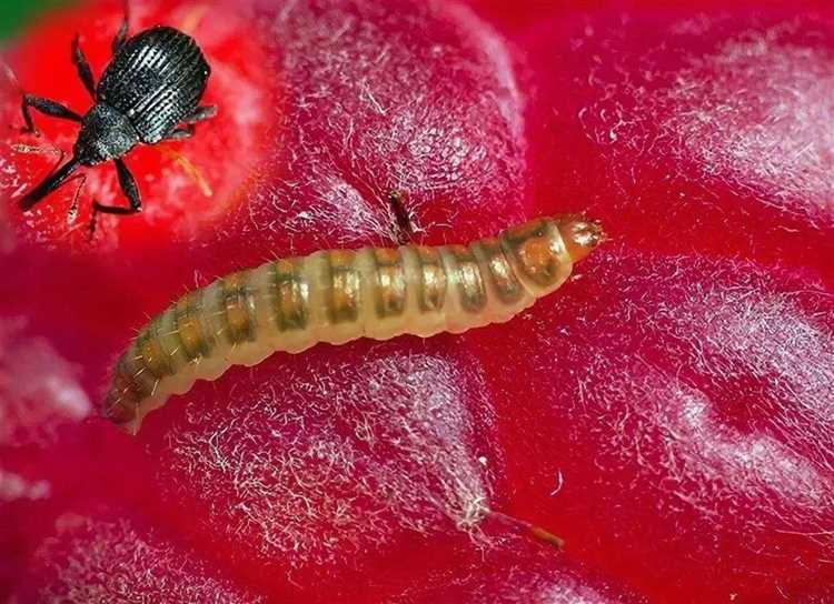 Как предотвратить появление червей во фруктах?
