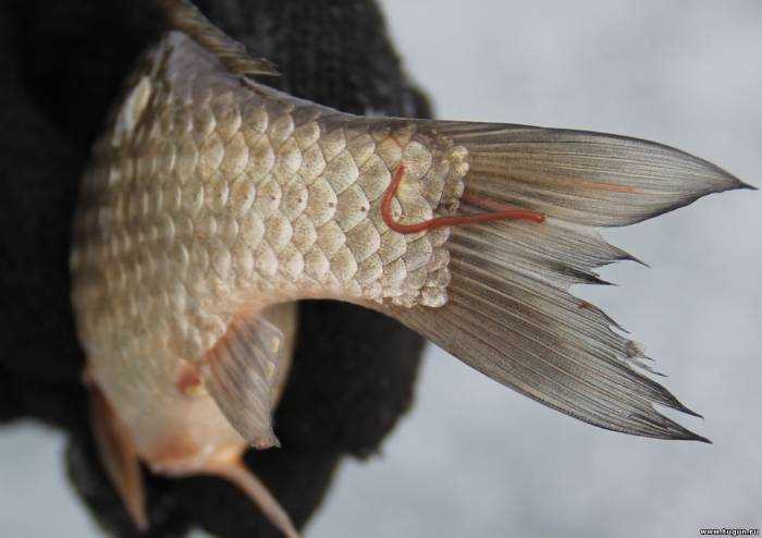 При какой температуре погибают глисты у рыбы горячего копчения?