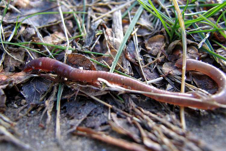 Как самый плодовитый червь влияет на окружающую среду