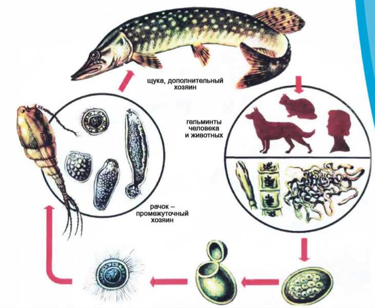 Сколько дней солить речную рыбу чтобы убить описторхоз в рыбе?