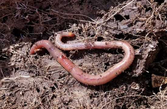 Сколько лет живут черви?