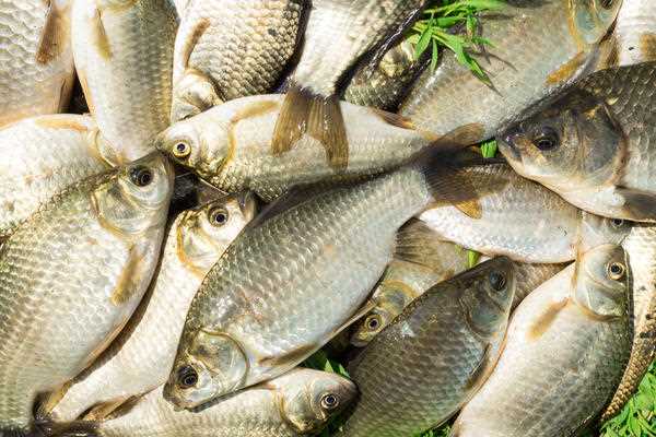 Сколько нужно солить рыбу чтобы убить описторхоз?