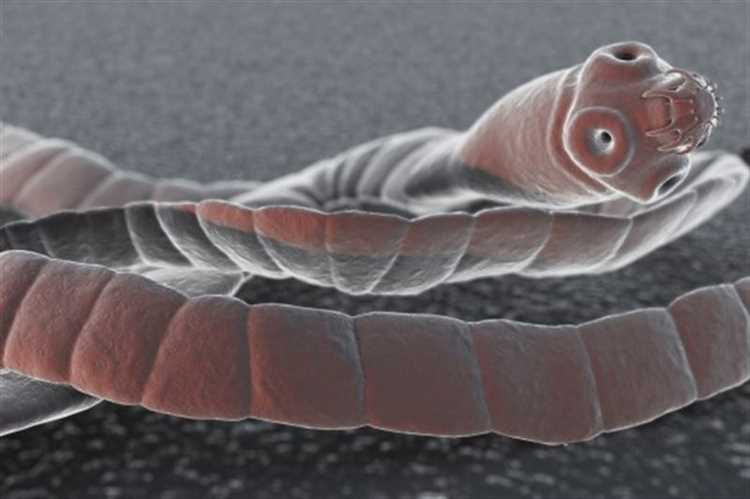 Процесс выведения ленточного червя из организма человека