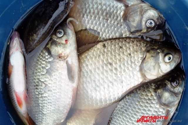 Паразиты в рыбе: потенциальная опасность для здоровья
