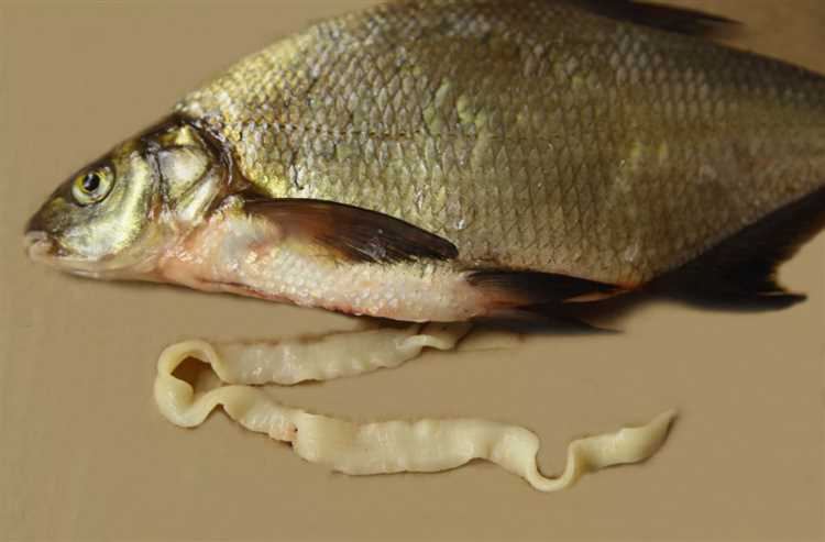 Полезные свойства рыбы из пресных вод