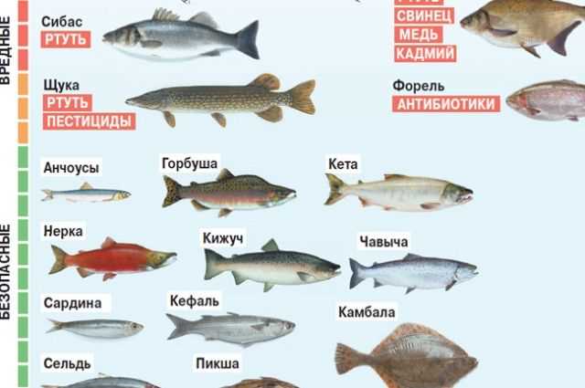 Значение качественного корма для рыбы